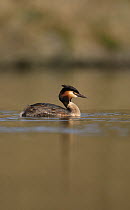 Great-crested Grebe (Podiceps cristatus) on water, Derbyshire, UK