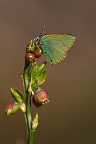 Green hairstreak butterfly (Callophrys rubi) perched on Bilberry, Derbyshire, UK