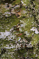 Lime hawkmoth {Mimas tiliae} camouflaged on Birch bark, UK