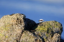 Rock Ptarmigan {Lagopus mutus} male in winter plumage, head appearing above rocks, Cairngorms, Scotland, UK