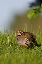 Red Legged Partridge {Alectoris rufa} Norfolk, UK