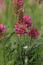Sainfoin {Onobrychis viciifolia} in flower, Nottinghamshire, UK