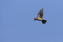 Skylark {Alauda arvensis} in flight with prey in beak, Derbyshire, UK