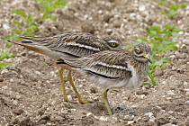 Stone Curlew {Burhinus oedicnemus} pair at nest for change-over, Norfolk, UK