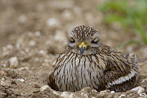 Stone Curlew {Burhinus oedicnemus} on nest, Norfolk, UK