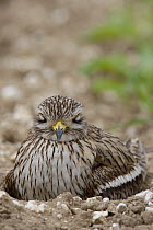 Stone Curlew {Burhinus oedicnemus} on nest, Norfolk, UK