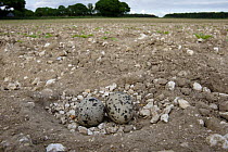 Stone Curlew {Burhinus oedicnemus} eggs in nest in field, Norfolk, UK