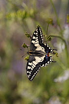 Swallowtail butterfly, British race, {Papilio machaon britannicus} UK