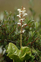 Round-leaved wintergreen {Pyrola rotundifolia} in flower, Lindisfarne, Northumberland, UK