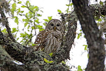Barred Owl (Strix varia) perched in tree, Texas, USA