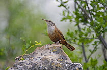 Canyon Wren (Catherpes mexicanus) perched on rock, Texas, USA