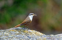 Canyon Wren (Catherpes mexicanus) perched on rock singing, Texas, USA