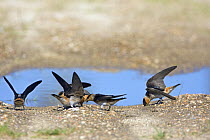 Cave Swallows (Petrochelidon fulva) collecting mud for nesting material, Texas, USA