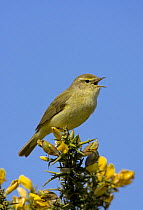 Chiffchaff (Phylloscopus collybita) perched on gorse, singing, Wiltshire, England