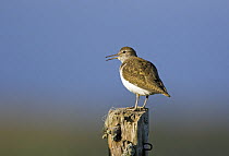 Common Sandpiper (Actitis hypoleucos) perched on post, Speyside, Scotland, UK