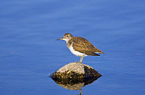 Common Sandpiper (Actitis hypoleucos) perched on rock in water, Speyside, Scotland, UK