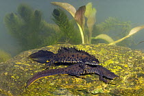 Great Crested / Warty Newt (Triturus cristatus) male and female underwater, Wiltshire, UK