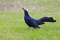 Great-tailed Grackle (Quiscalus mexicanus) male, Texas, USA