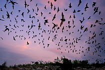 Mexican Free-tailed Bat (Tadarida brasiliensis mexicana) emerging at dusk from Frio Cave, near Concan in the Texas Hill Country, Texas, USA.