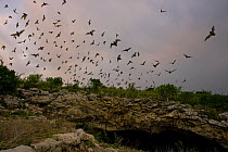 Mexican Free-tailed Bat (Tadarida brasiliensis mexicana) emerging at dusk from Frio Cave, near Concan in the Texas Hill Country, Texas, USA.  This cave is the second largest bat cave for this species...