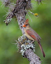 Northern Cardinal (Cardinalis cardinalis) female perched on branch, Texas, USA