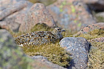 Ptarmigan (Lagopus mutus) female amongst rocks in late spring, Cairngorms, Scotland, UK