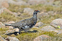 Ptarmigan (Lagopus mutus) male in late spring, Cairngorms, Scotland, UK