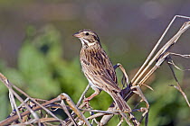 Savannah Sparrow (Passerculus sandwichensis) perched, Texas, USA