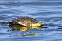 Smooth Softshell (Trionyx / Apalone muticus) female resting on rock in water, Texas, USA