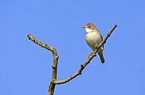 Whitethroat (Sylvia communis) male perched, probable first summer male, Wiltshire, UK