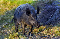 Wild Boar (Sus scrofa) male boar, captive, Scotland, UK