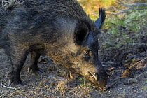 Wild Boar (Sus scrofa) male boar, Captive, Scotland, UK