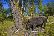 Wild Boar (Sus scrofa) male boar searching for food at base of tree, captive, Scotland, UK