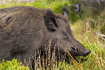 Wild Boar (Sus scrofa) male, captive, Scotland