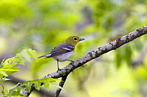 Yellow-throated Vireo (Vireo flavifrons) perched in tree, Texas, USA