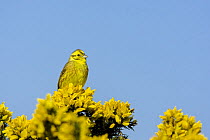Yellowhammer (Emberiza citrinella) male preched on gorse in spring, Wiltshire, UK