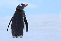 Gentoo Penguin {Pygoscelis papua} rear view, Antarctica