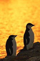 Two Chinstrap Penguins {Pygoscelis papua} beside water, Antarctica