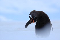 Gentoo Penguin {Pygoscelis papua} preening, Antarctica