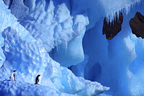 Two Adelie Penguins {Pygoscelis adeliae} on iceberg, Antarctica