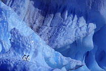 Two Adelie Penguins (Pygoscelis adeliae) on iceberg, Antarctica. COP26 Countdown Photo Competition 2021 Finalist.
