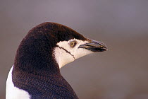 Chinstrap Penguin {Pygoscelis antarctica} head portrait, Antarctica