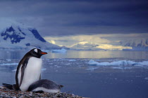 Gentoo Penguin {Pygoscelis papua} and chick on coast, Antarctica