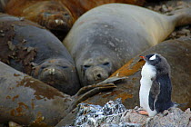 Gentoo Penguin {Pygoscelis papua} and Southern Elephant Seals {Mirounga leonina} Antarctica