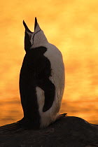 Chinstrap Penguin {Pygoscelis antarctica} calling, Antarctica