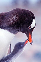 RF- Gentoo Penguin (Pygoscelis papua) chick begging parent for food, Antarctica. (This image may be licensed either as rights managed or royalty free.)