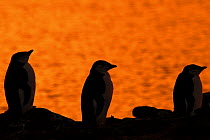 Three Chinstrap Penguins {Pygoscelis antarctica} silhouetted at sunset, Antarctica
