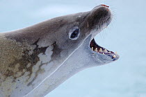 Crabeater Seal {Lobodon carcinophagus} mouth open, Antarctica