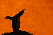 Silhouette of Chinstrap Penguin {Pygoscelis antarctica} calling at sunset, Antarctica