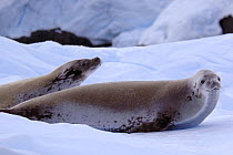 Crabeater Seals {Lobodon carcinophagus} on ice, Antarctica